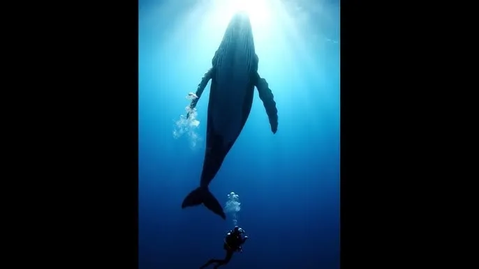 伊人视频 - 深蓝星球：探索海洋深处的未知世界